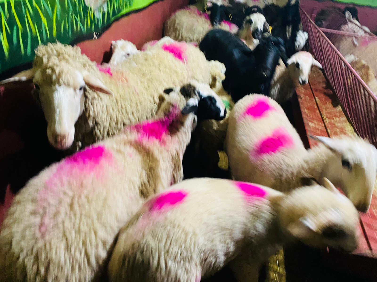 İdealtepe Adaklık Kurban