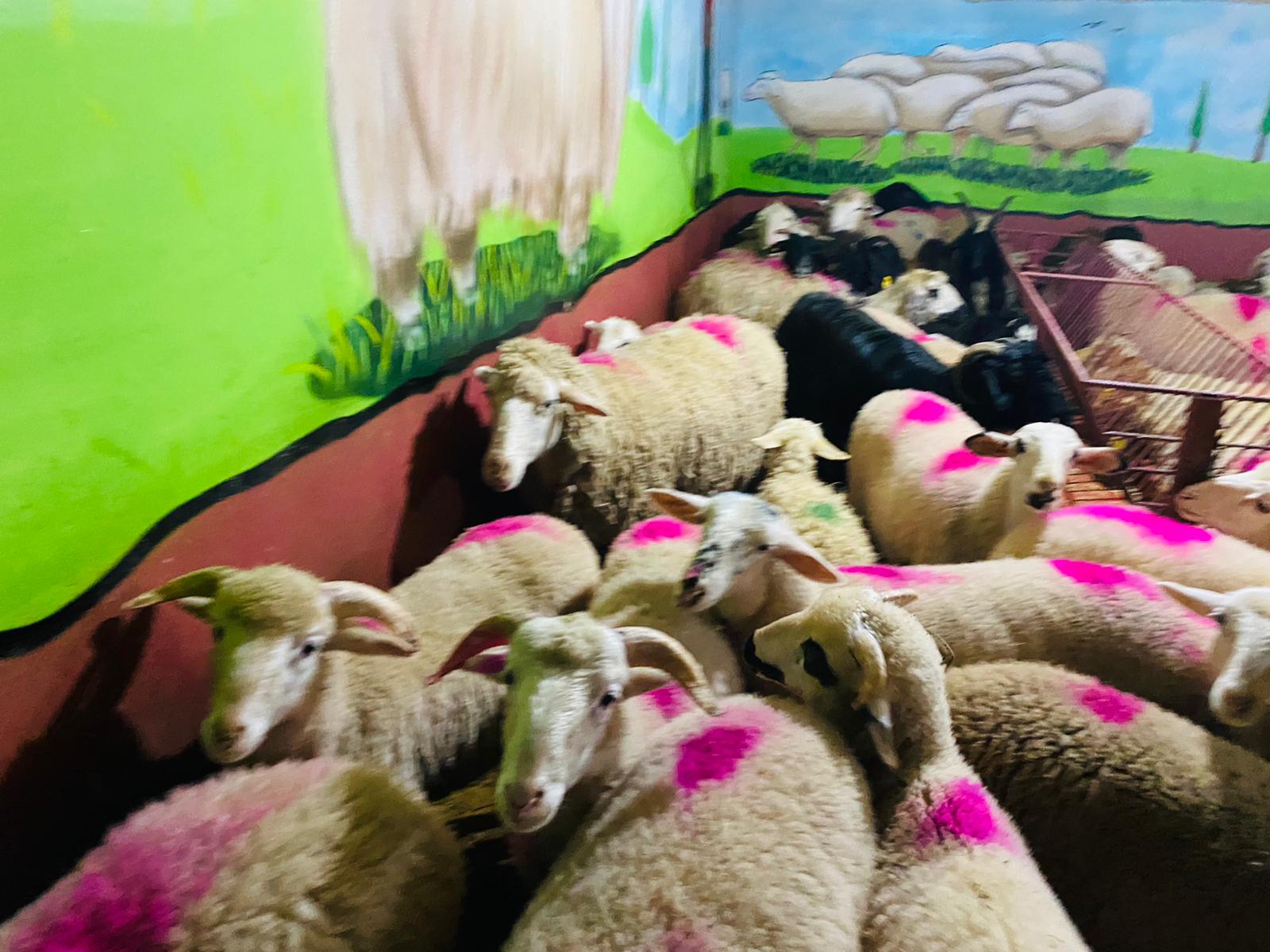 Beykoz Adaklık Kurban